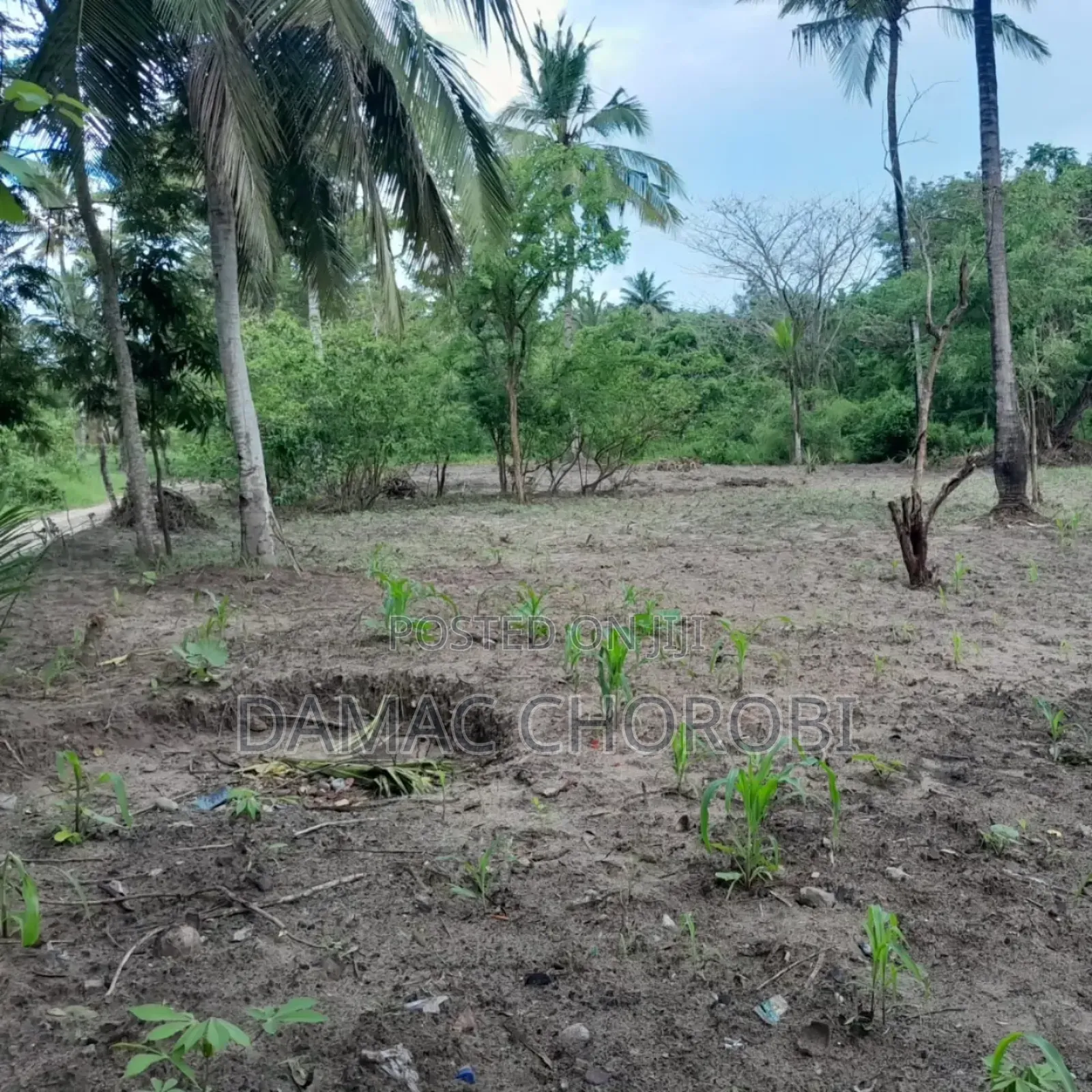 Shamba Linauzwa Madafu Visiga Pwani