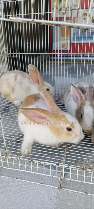 Rabbit Dutch
