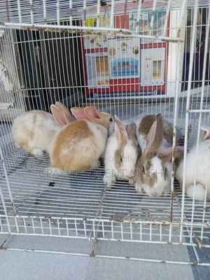 Rabbit Dutch