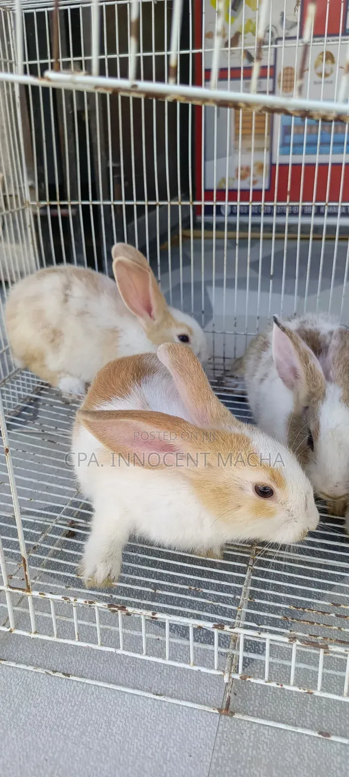Rabbit Dutch