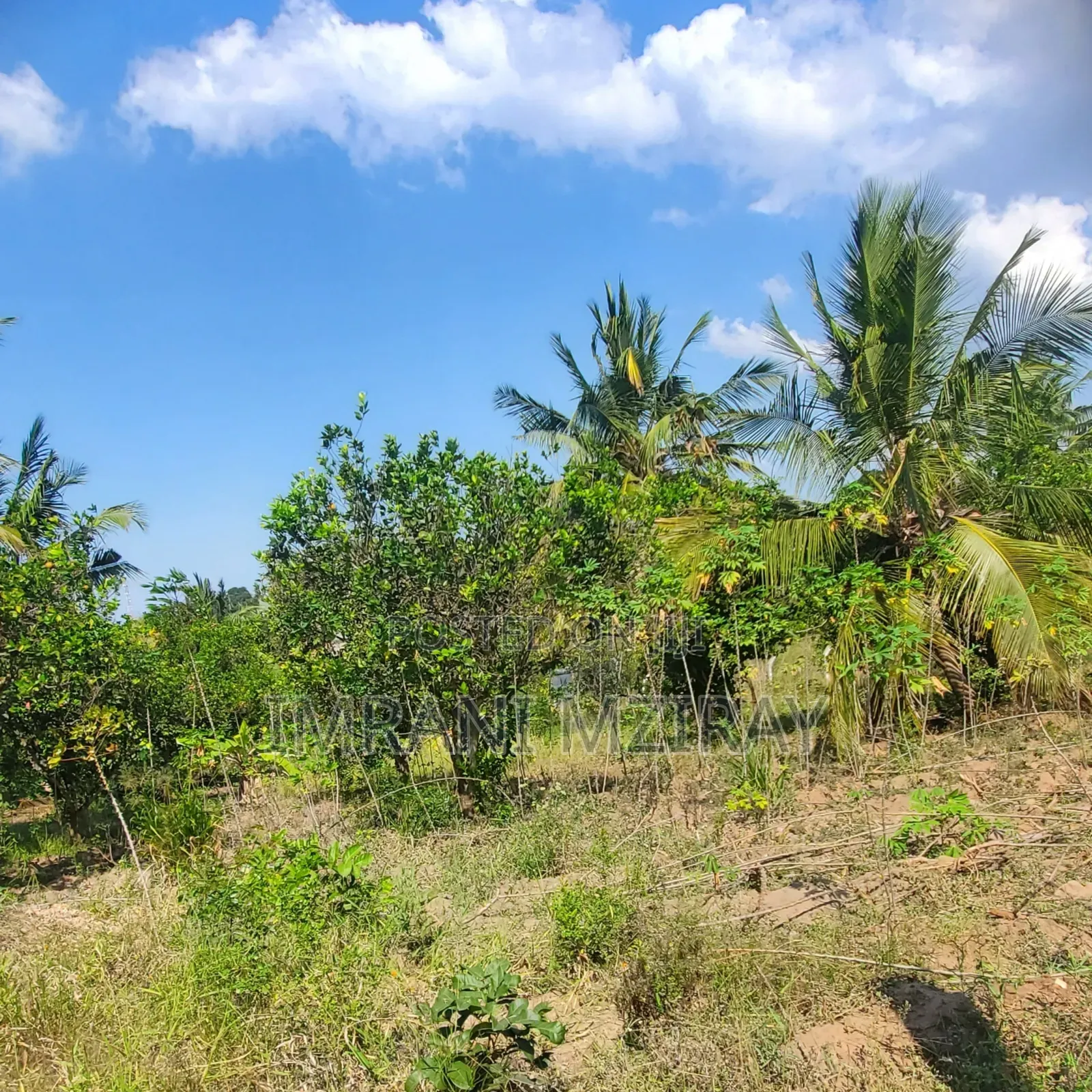 Farm_plot Mkulanga Kipatanganda