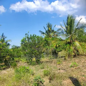 Farm_plot Mkulanga Kipatanganda