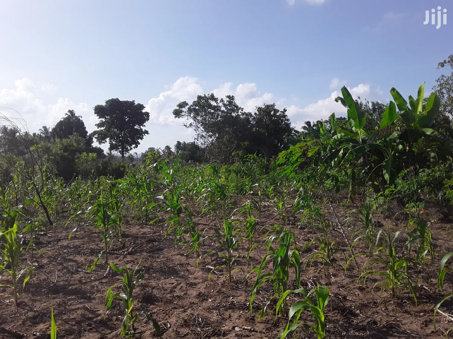 Shamba Linauzwa Bei Poa