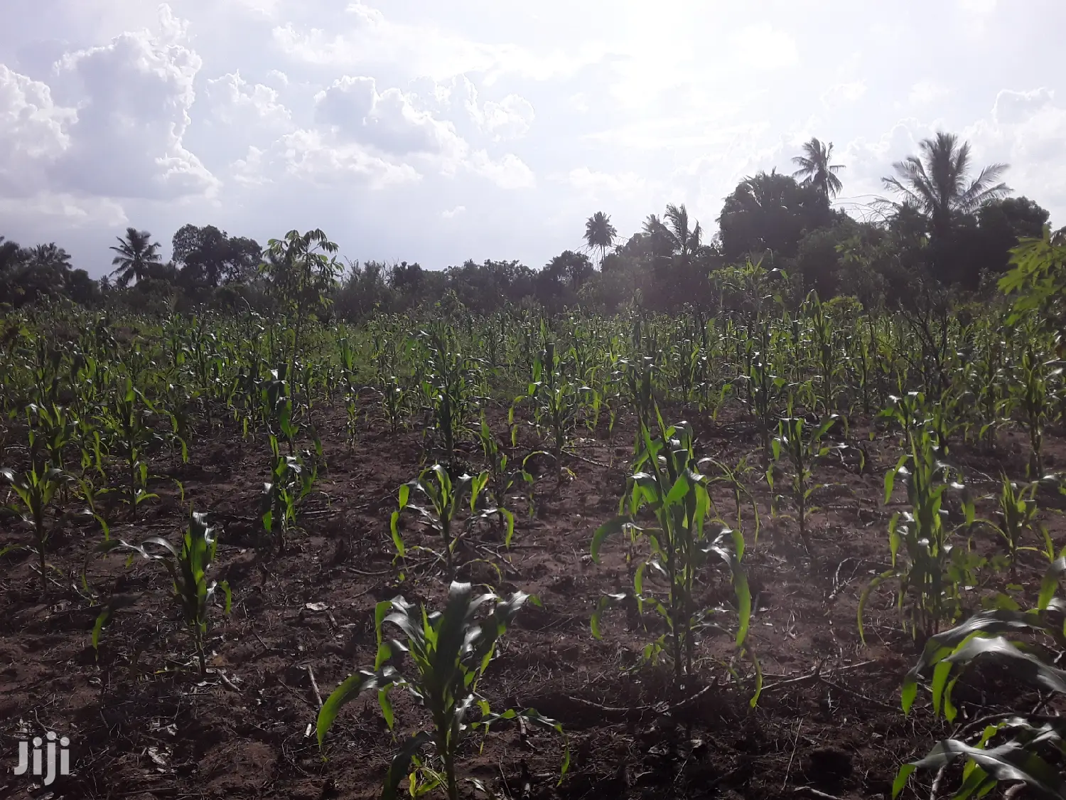 Shamba Linauzwa Bei Poa