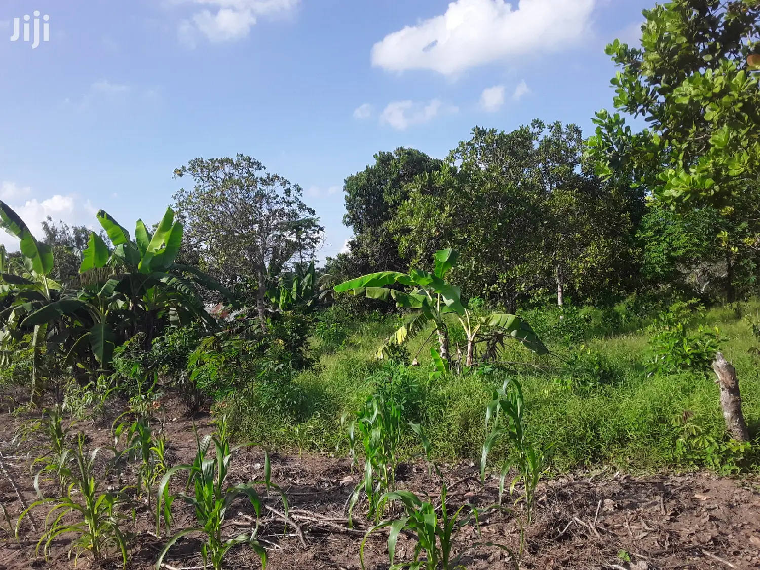 Shamba Linauzwa Bei Poa