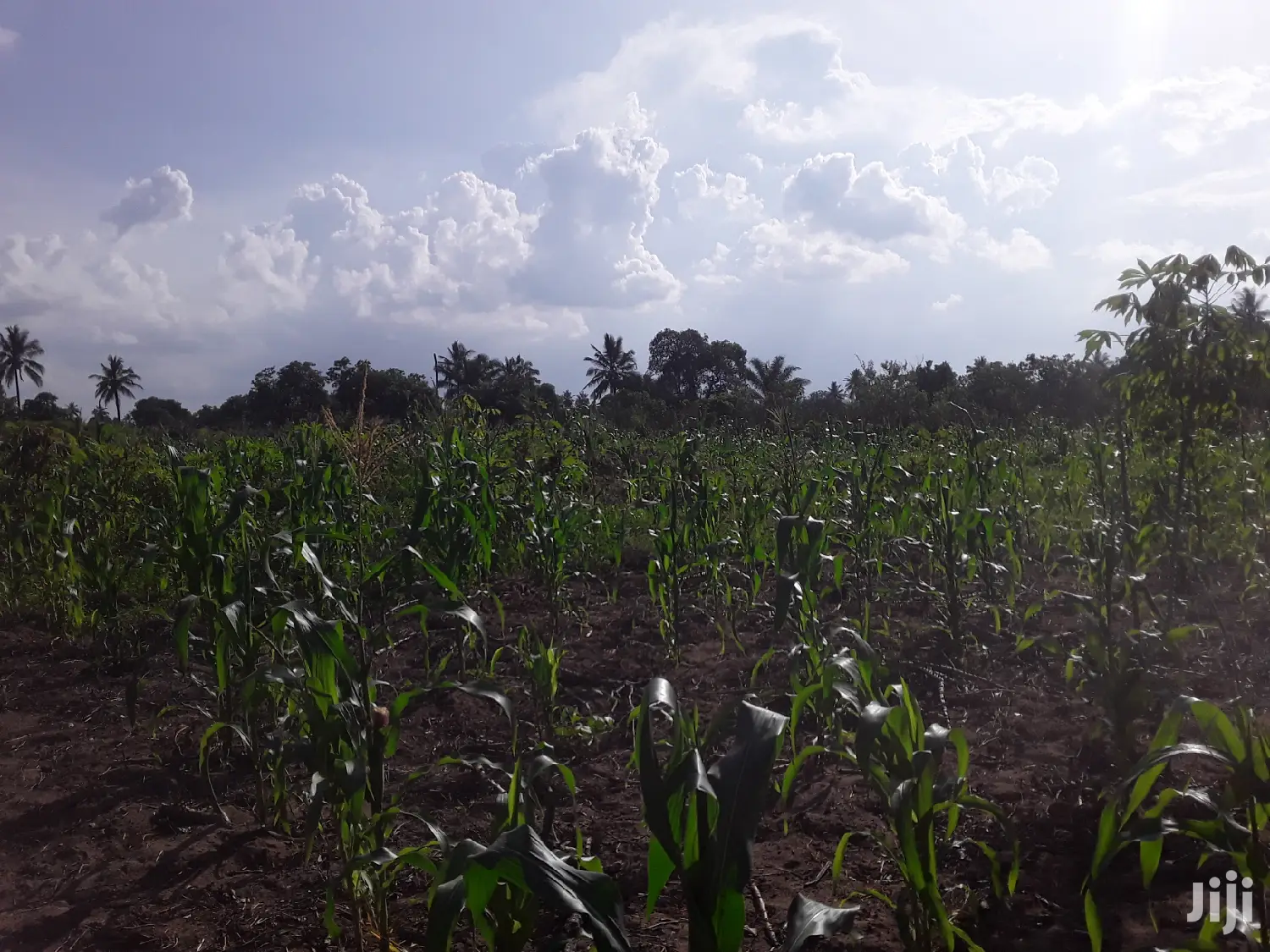 Shamba Linauzwa Bei Poa
