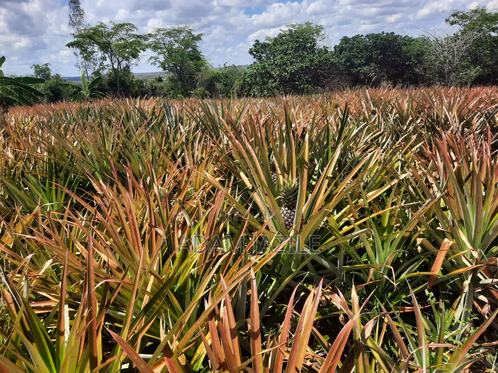 Shamba LA Nanasi Linauzwa Kiwangwa Bagamoyo