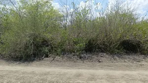 Shamba LA Ekari 600 Linauzwa Bagamoyo