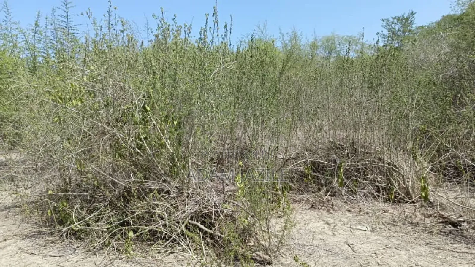 Shamba LA Ekari 600 Linauzwa Bagamoyo