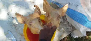 Nyama Ya Nguruwe Ipo Ya Kusaga Kg 1 TSHS 20,000/= Kawaida TSH 15,000/=