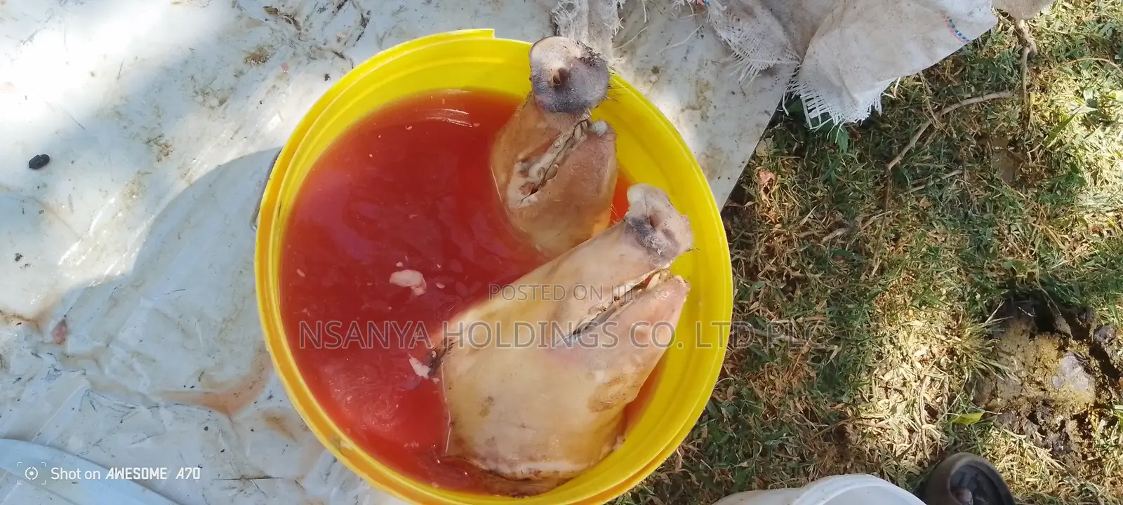 Nyama Ya Nguruwe Ipo Ya Kusaga Kg 1 TSHS 20,000/= Kawaida TSH 15,000/=