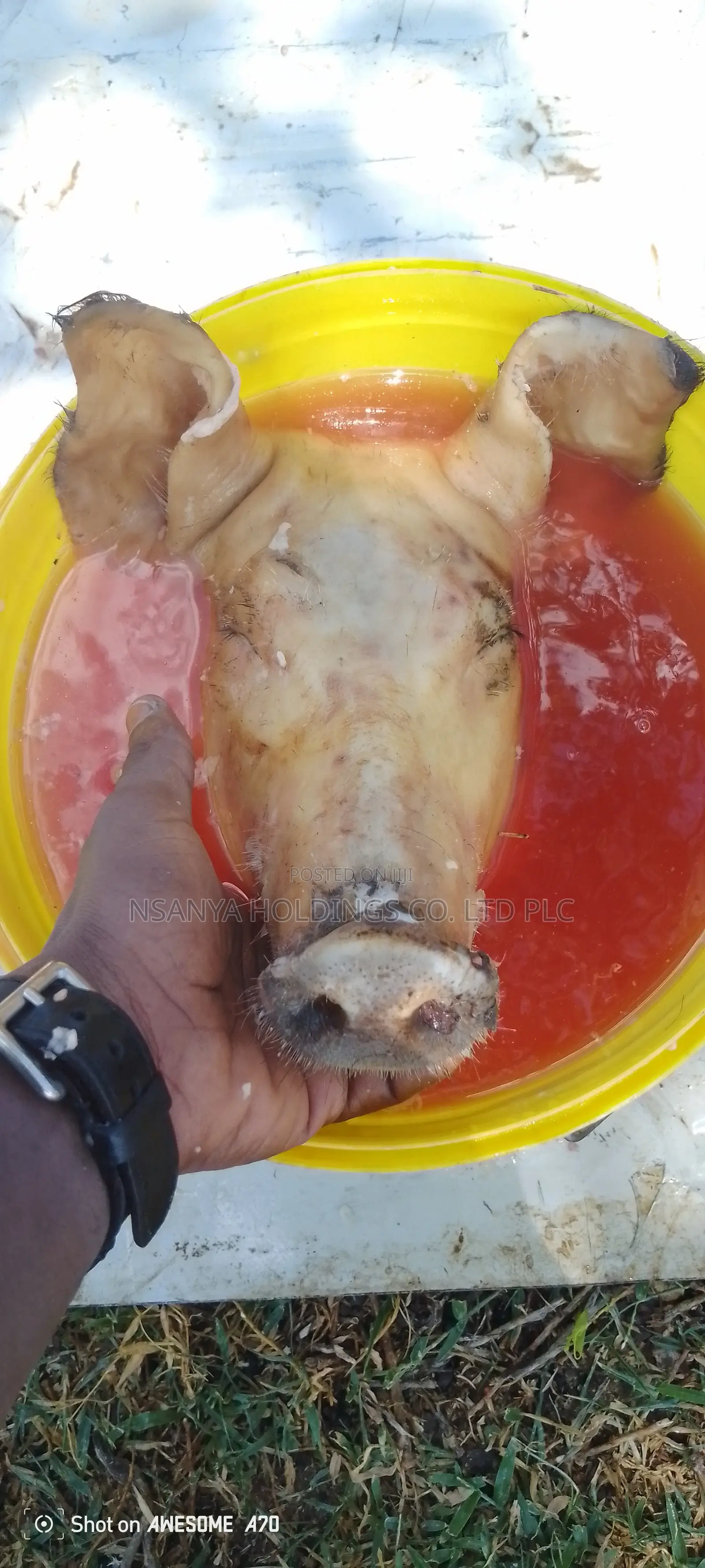 Nyama Ya Nguruwe Ipo Ya Kusaga Kg 1 TSHS 20,000/= Kawaida TSH 15,000/=
