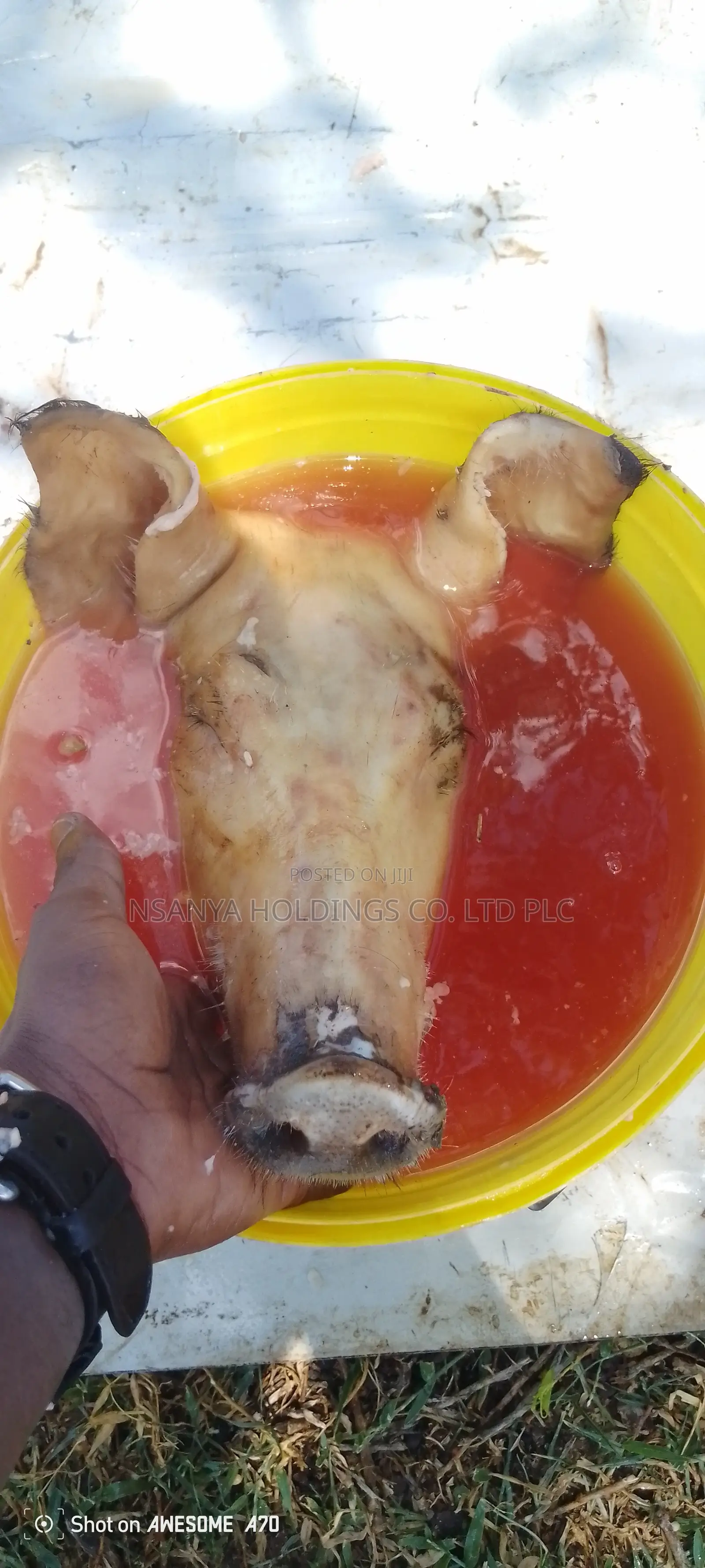 Nyama Ya Nguruwe Ipo Ya Kusaga Kg 1 TSHS 20,000/= Kawaida TSH 15,000/=