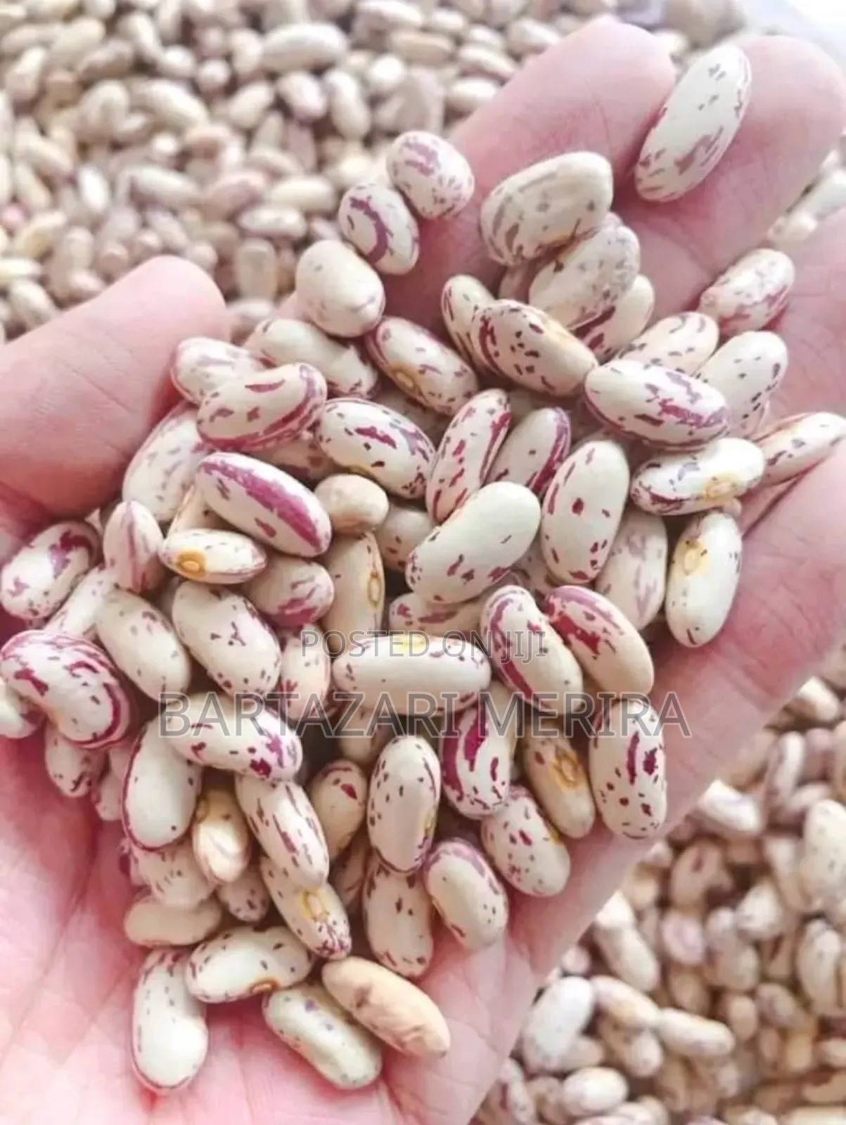 Sugar Beans