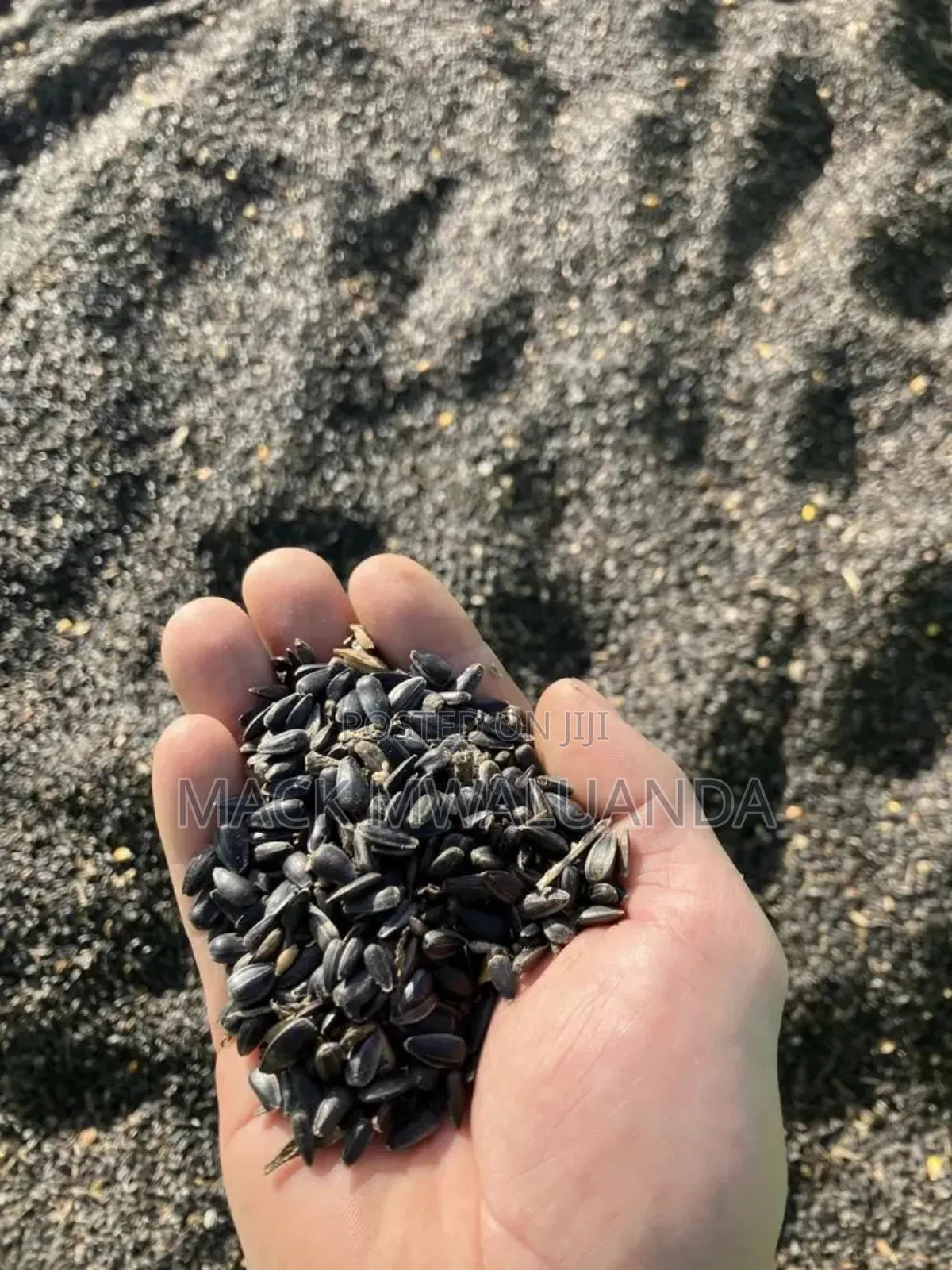 Sunflower Seeds