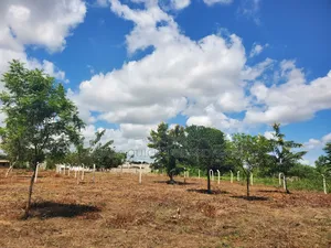 Plot for Sale at Madale Nyakasangwe