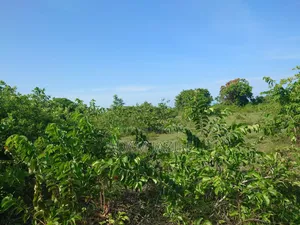 Kiwanja Kinauzwa Bagamoyo