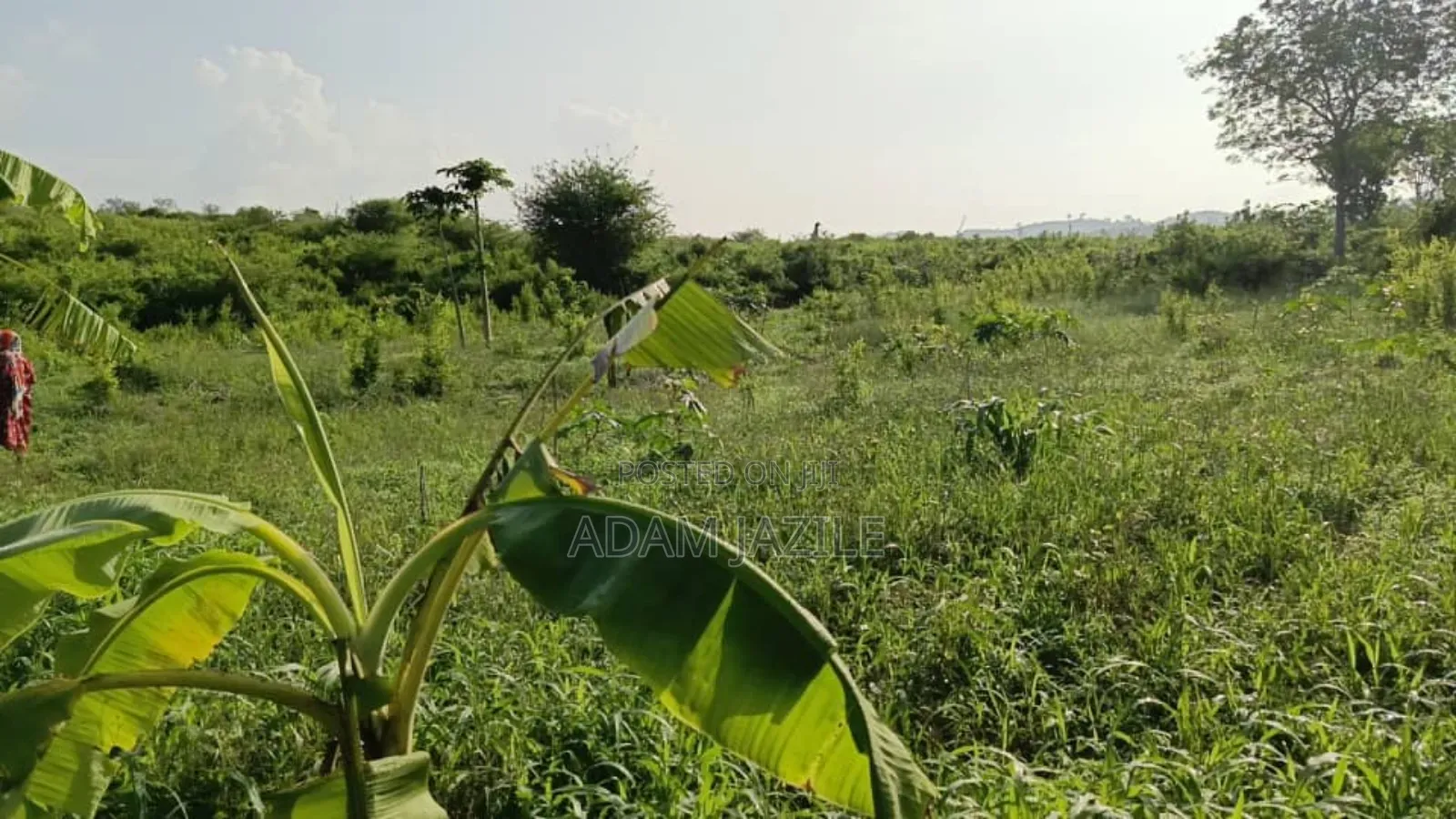 Shamba La Ekari 30 Linauzwa Masuguru Kiwangwa