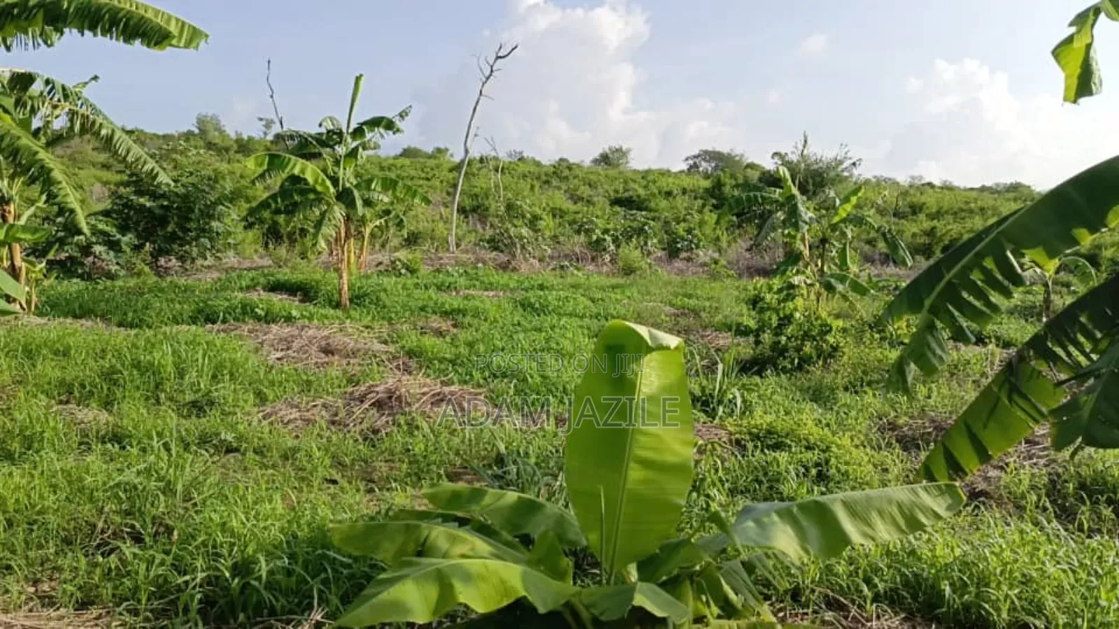 Shamba La Ekari 30 Linauzwa Masuguru Kiwangwa