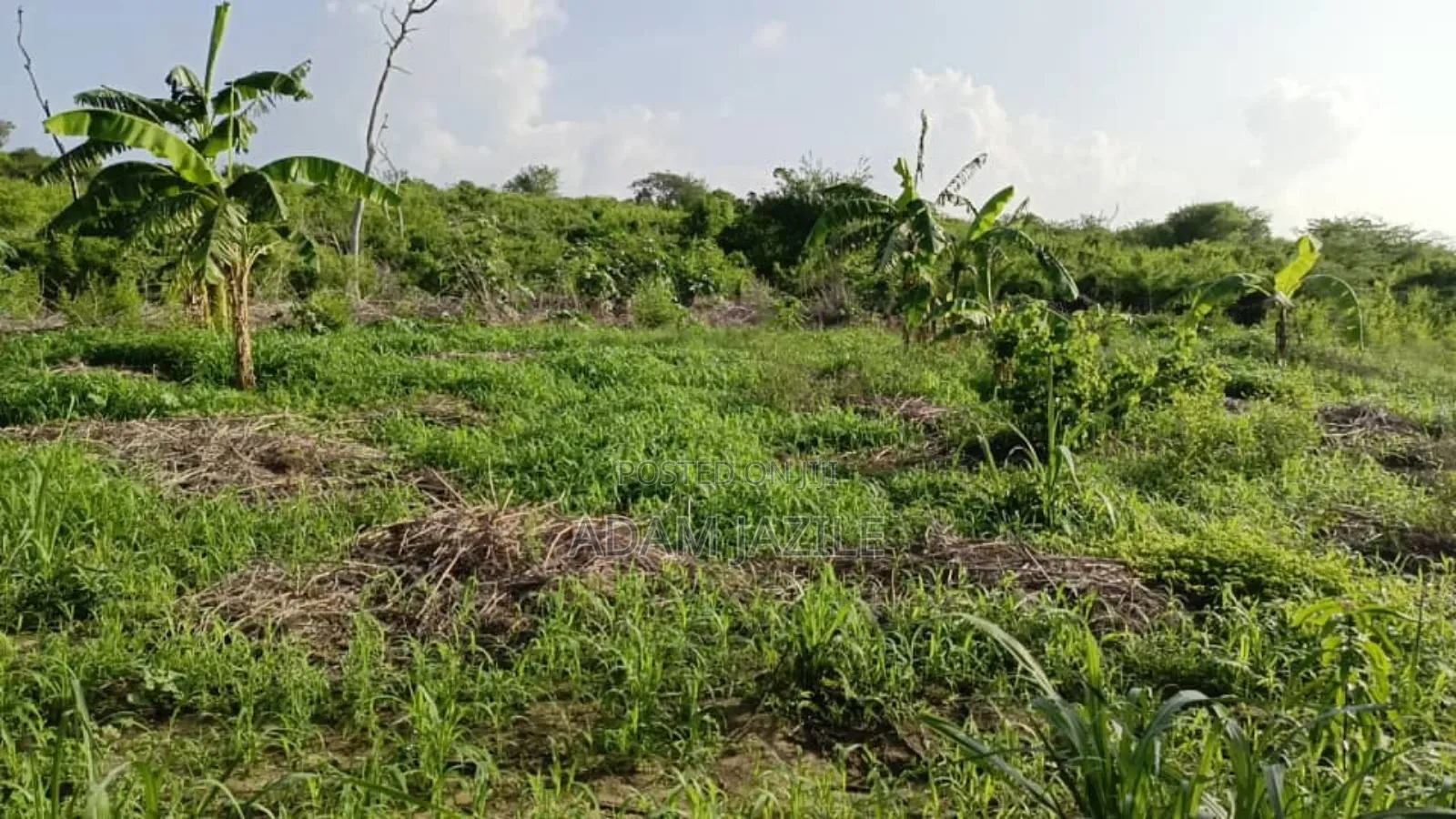 Shamba La Ekari 30 Linauzwa Masuguru Kiwangwa