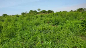 Shamba Ekari 10 Linauzwa Bagamoyo Mwetemo Hotel