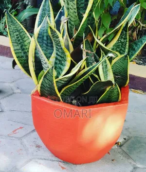 Cement Flower Pots