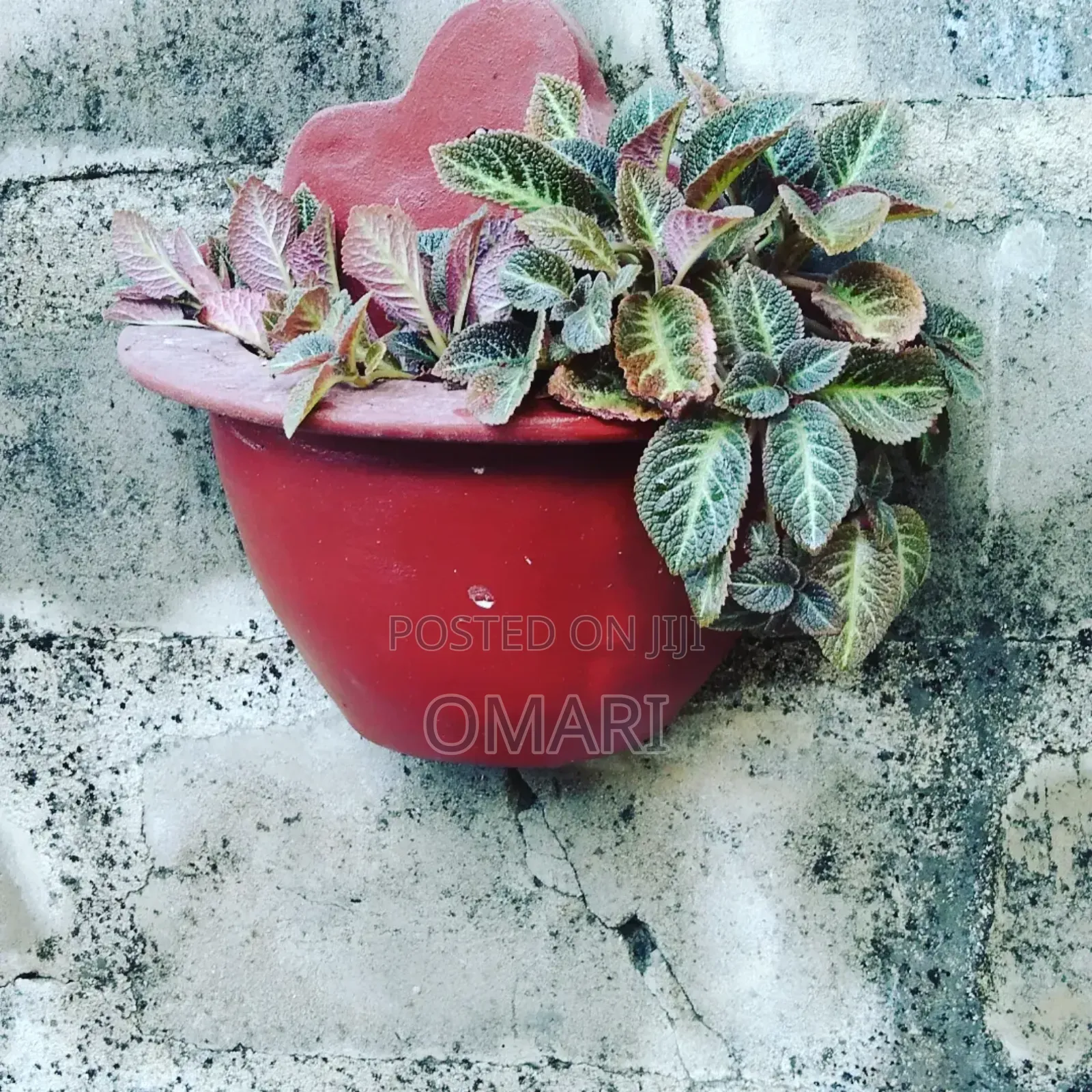 Cement Flower Pots