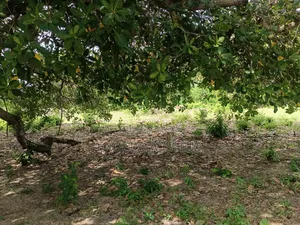 Viwanja Vinauzwa Bagamoyo Fukayosi