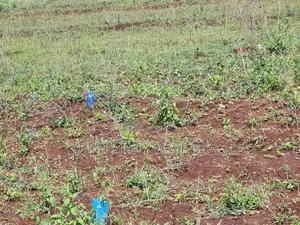 Viwanja Vinauzwa Vipo Sita Sehemu Moja