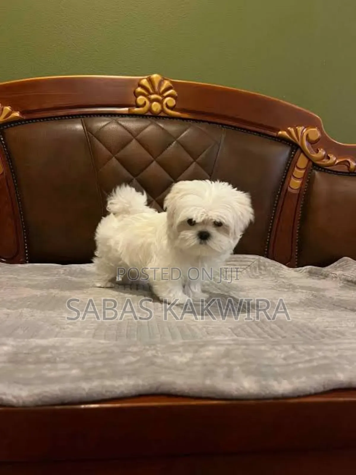 1+ year Female Purebred Maltese