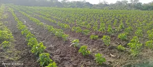 Farm Along River for Sale Per Acres at Kiwangwa Bagamoyo