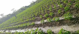 Farm Along River for Sale Per Acres at Kiwangwa Bagamoyo