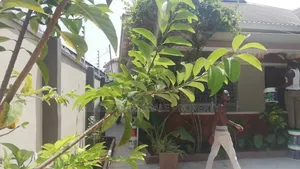 4bdrm House in Msasani Beach for rent