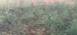 Plot for Sale in Njiro-Aromic at Arusha-Tanzania