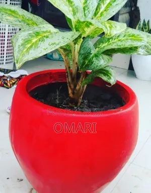 Round Flower Pots