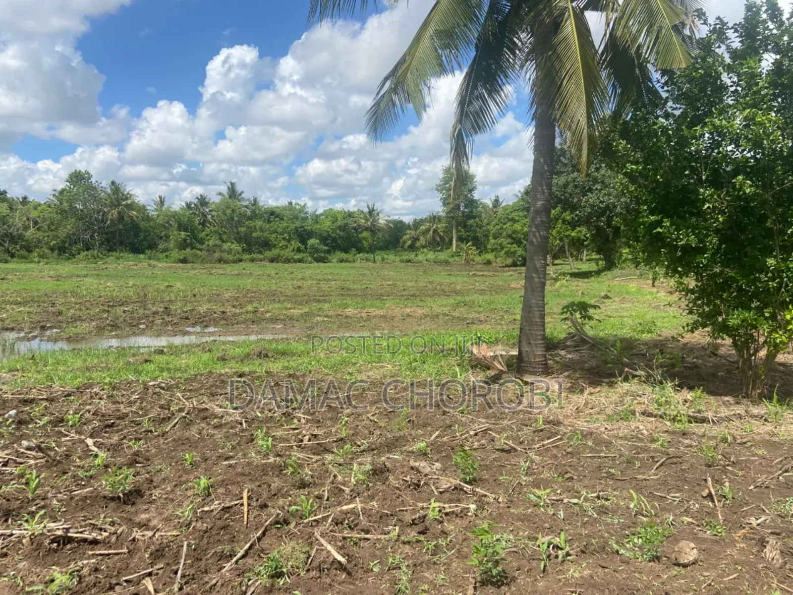 Shamba Acre 100