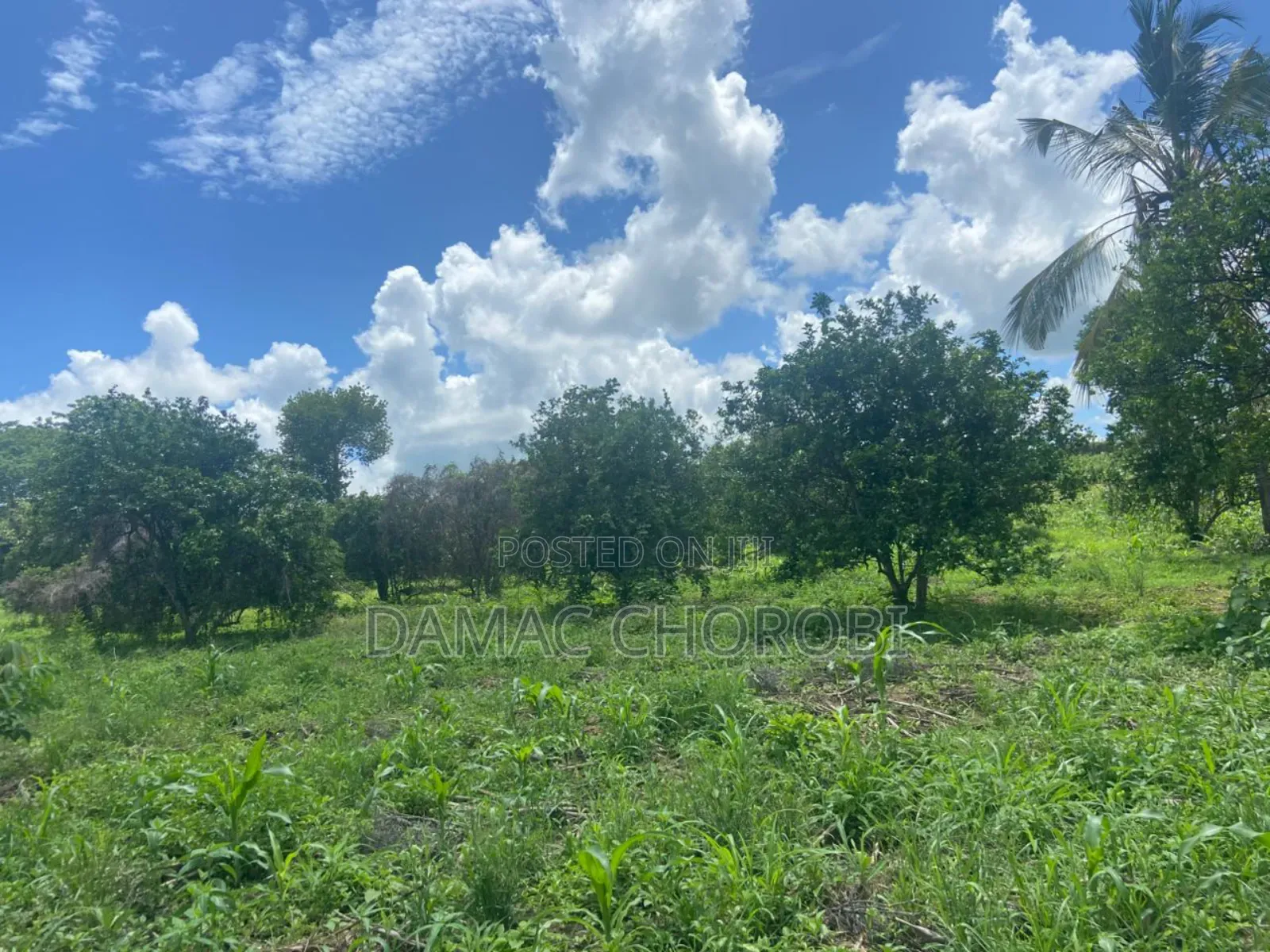 Shamba Acre 100