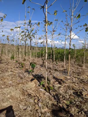 Shamba Linauzwa Kilosa Morogoro
