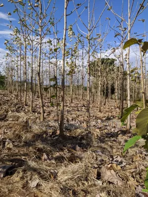 Shamba Linauzwa Kilosa Morogoro