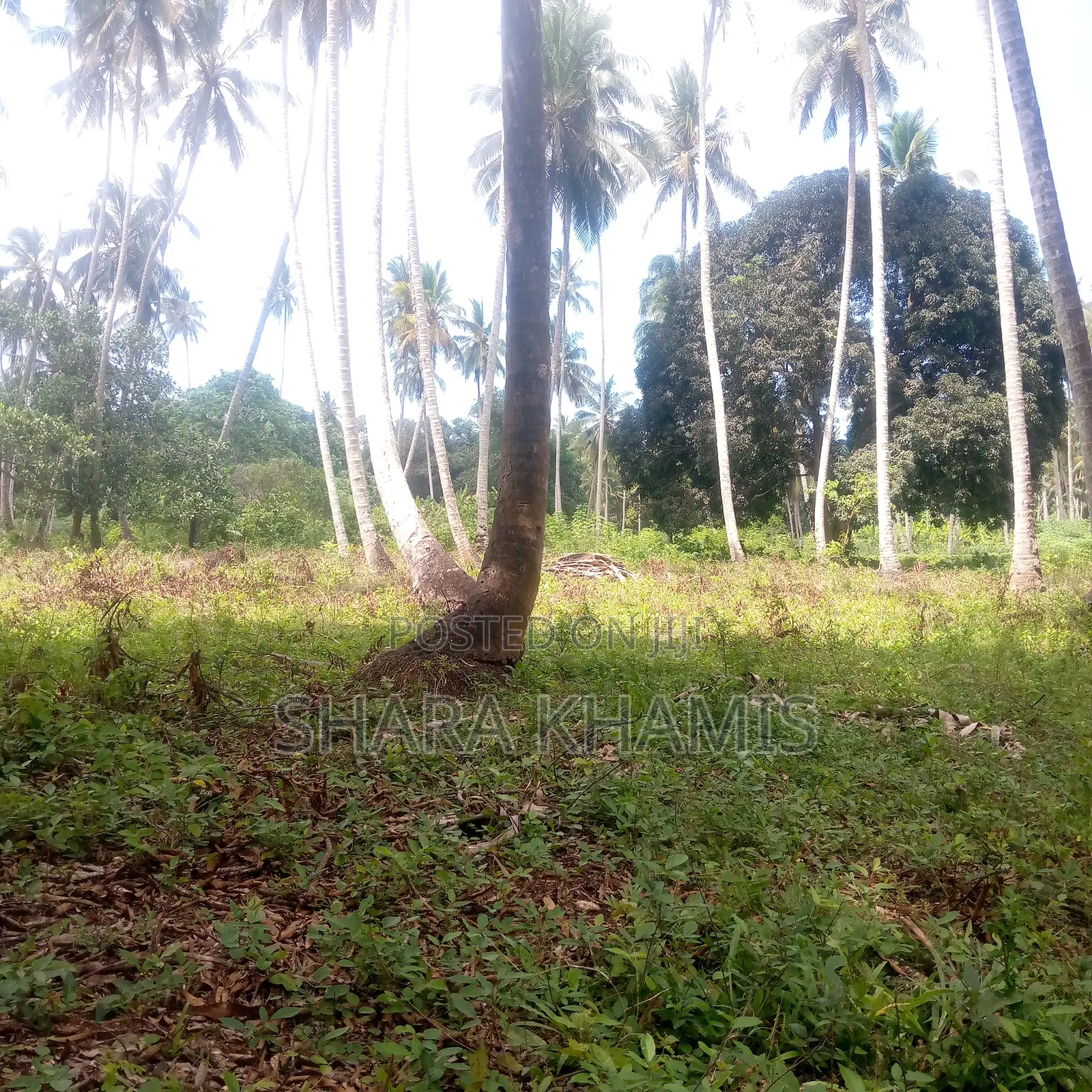 Farmland for Sale Bambi Central Zanzibar