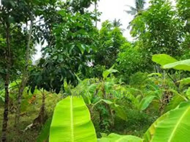 Farmland for Sale Bambi Central Zanzibar