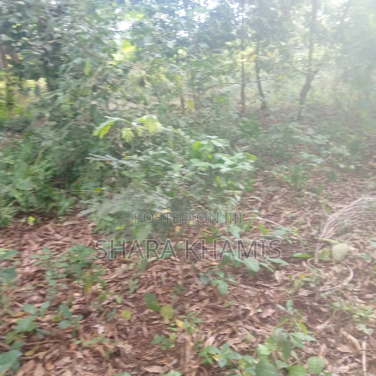 Farmland for Sale Bambi Central Zanzibar