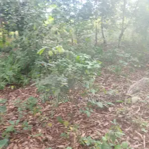 Farmland for Sale Bambi Central Zanzibar