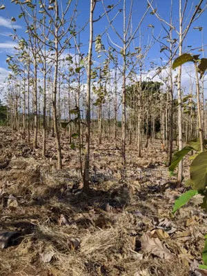 Tree Farmland for Sale at Kilosa Morogoro