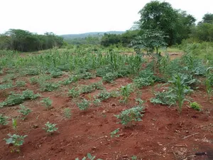 Shamba Ekari 20 Linauzwa Mbwewe Bagamoyo