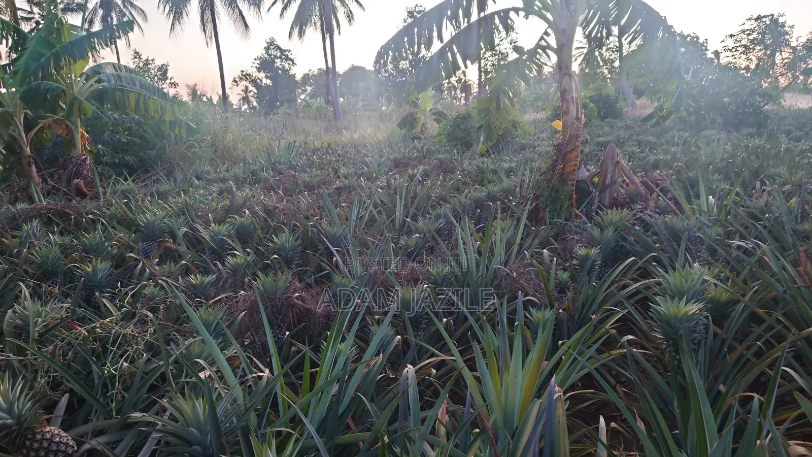 Shamba La Nanasi Linauzwa Bagamoyo