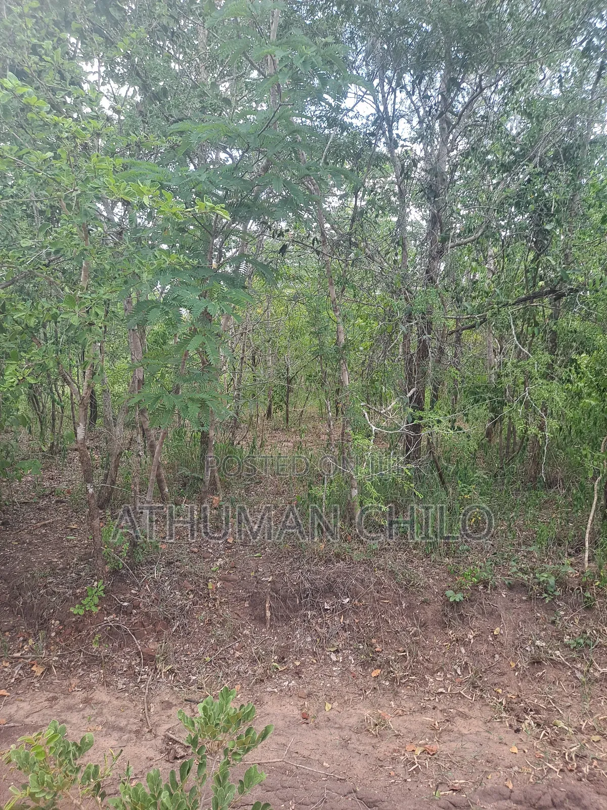 Shamba Mbwewe