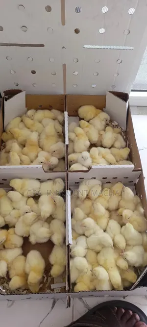 Vifaranga Vya Broiler
