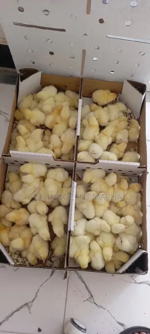 Vifaranga Vya Broiler