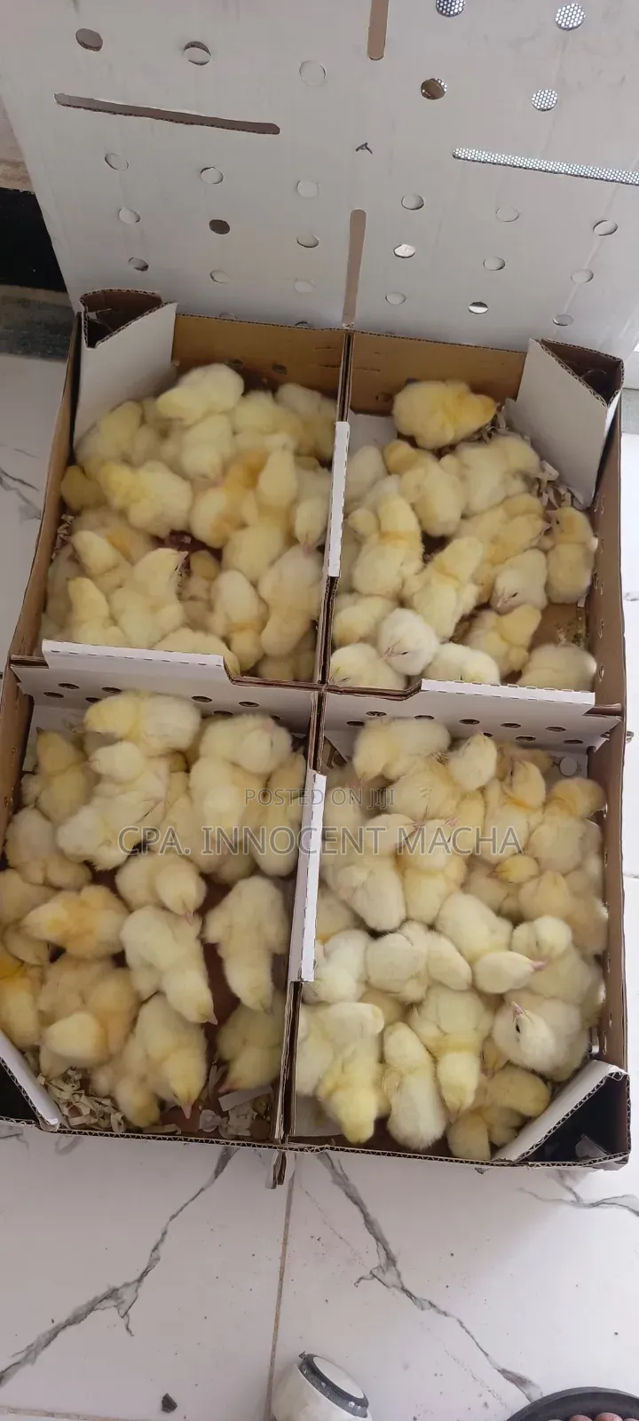 Vifaranga Vya Broiler